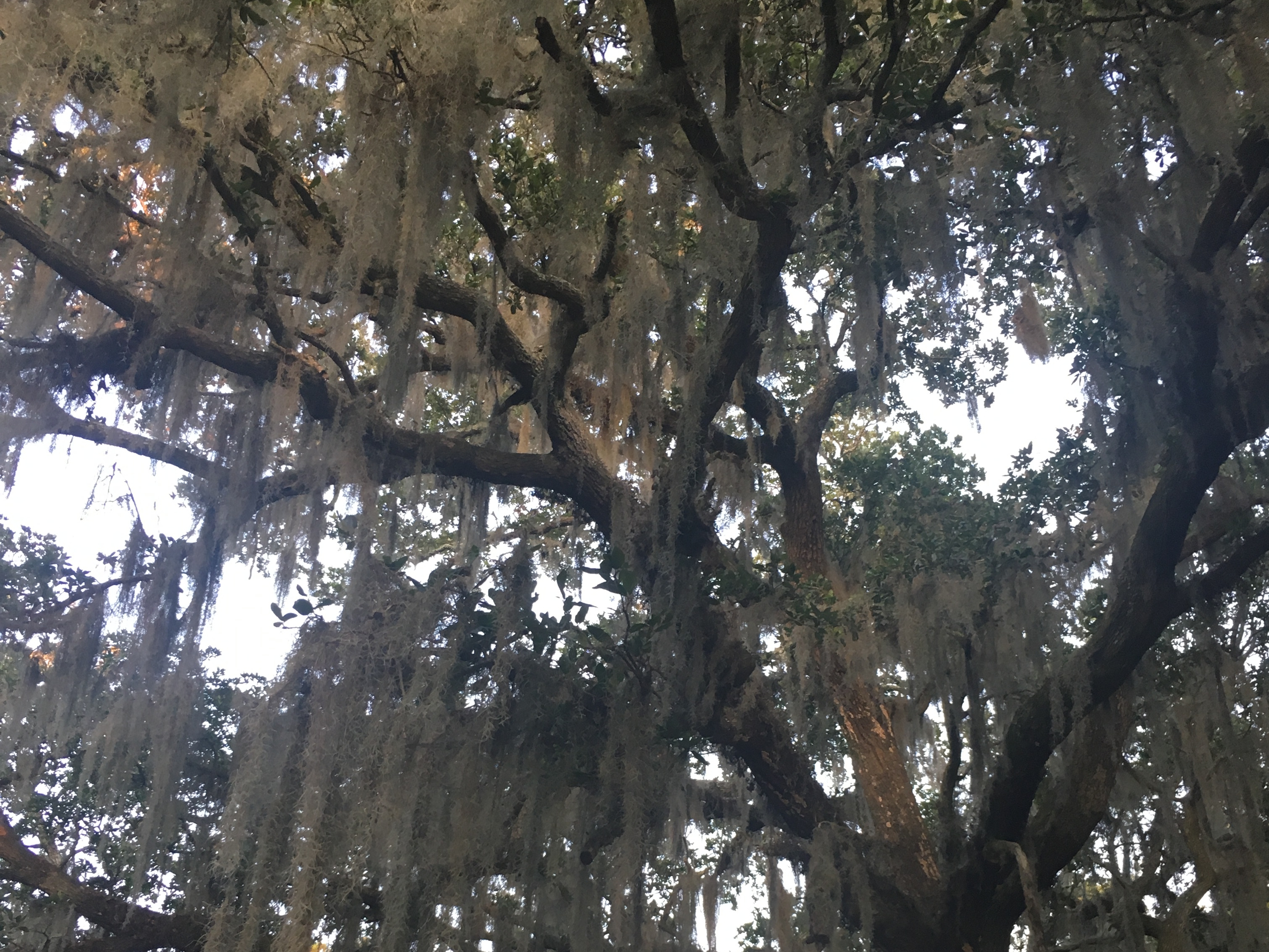 Spanish moss